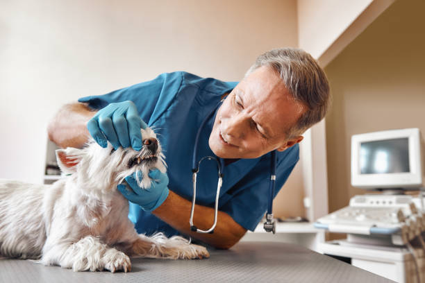 Best Emergency Dental Care for Broken or Chipped Teeth in Seaman, OH